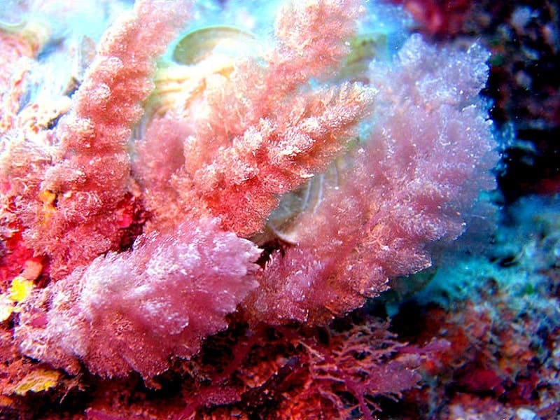 Красные водоросли растут на камнях, твердых рифах
