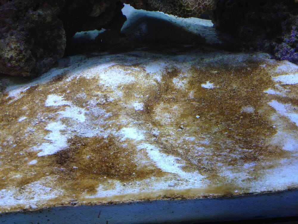 Бурые водоросли быстро разрастаются. Они способны за 7-10 суток покрыть налетом весь аквариум
