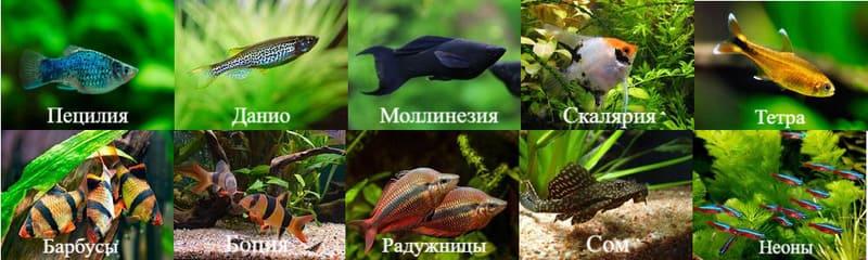 Гурами отличаются миролюбивым спокойным характером, но соседей выбирать необходимо внимательно