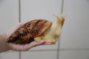 Альбино