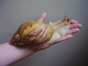Стандартная
