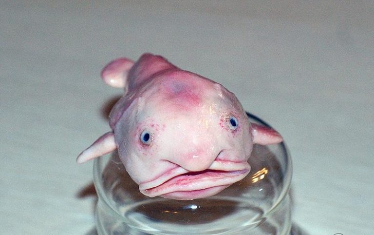 рыба красная с выпученными глазами. Смотреть фото рыба красная с выпученными глазами. Смотреть картинку рыба красная с выпученными глазами. Картинка про рыба красная с выпученными глазами. Фото рыба красная с выпученными глазами рыба красная с выпученными глазами. Смотреть фото рыба красная с выпученными глазами. Смотреть картинку рыба красная с выпученными глазами. Картинка про рыба красная с выпученными глазами. Фото рыба красная с выпученными глазами