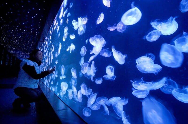 Аквариум с медузами создан в Японии компанией Aquapict Jellyfish