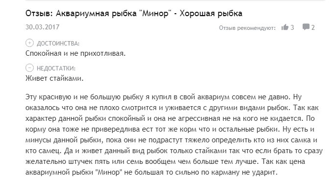 Миноры аквариумные рыбки (тетра кровавая): 18 фото, содержание, уход, размножение, корм, описание и обзор