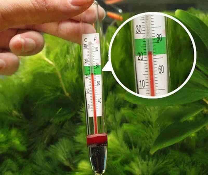 Температура воды в аквариуме должна быть в пределах 22-28 °C