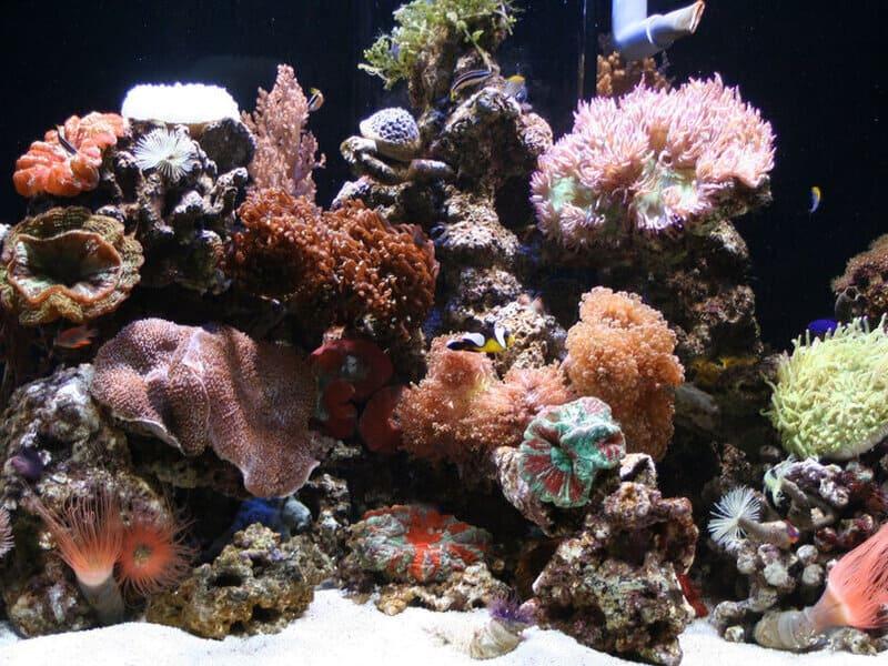 Максимально естественно выглядит аквариумный пейзаж с живыми камнями