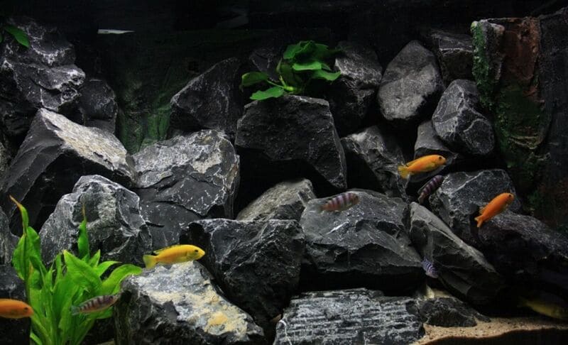 Камни в аквариуме регулируют уровень жесткости воды