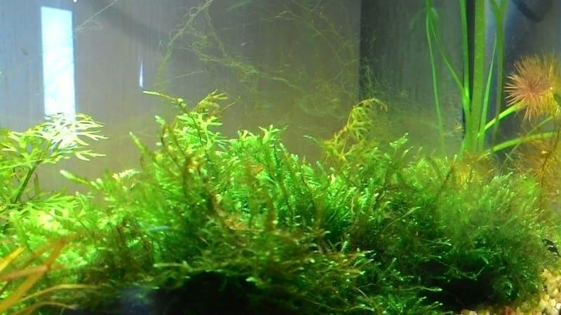 Причина, по которой ускоряется процесс распространения нитчатки по аквариуму - это яркий и прямой свет