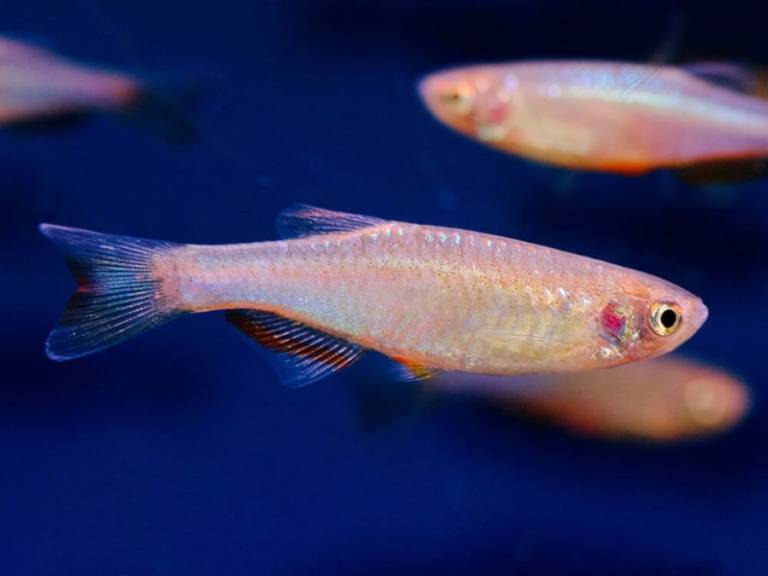 сколько неоны могут прожить без еды. Смотреть фото сколько неоны могут прожить без еды. Смотреть картинку сколько неоны могут прожить без еды. Картинка про сколько неоны могут прожить без еды. Фото сколько неоны могут прожить без еды сколько неоны могут прожить без еды. Смотреть фото сколько неоны могут прожить без еды. Смотреть картинку сколько неоны могут прожить без еды. Картинка про сколько неоны могут прожить без еды. Фото сколько неоны могут прожить без еды