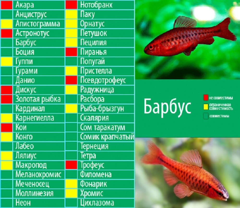 Таблица совместимости Вишневых барбусов с другими рыбками