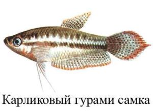 Гурами карликовый (искрящийся, пумила): 24 фото, содержание и уход в аквариуме, совместимость с другими рыбками, описание, болезни, кормление