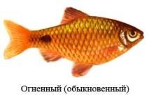 Огненный барбус (39 фото): содержание вуалевого и других разновидностей, размножение, совместимость, корм, уход за рыбкой в аквариуме
