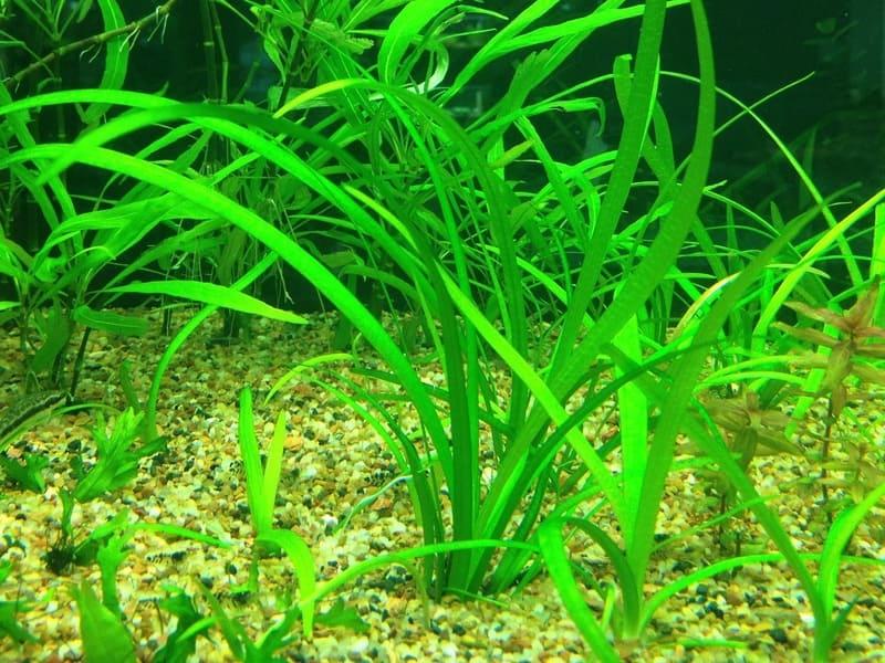 Неприхотливое растение часто встречается в аквариумах любителей