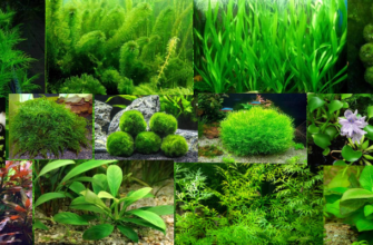 25 аквариумных растений