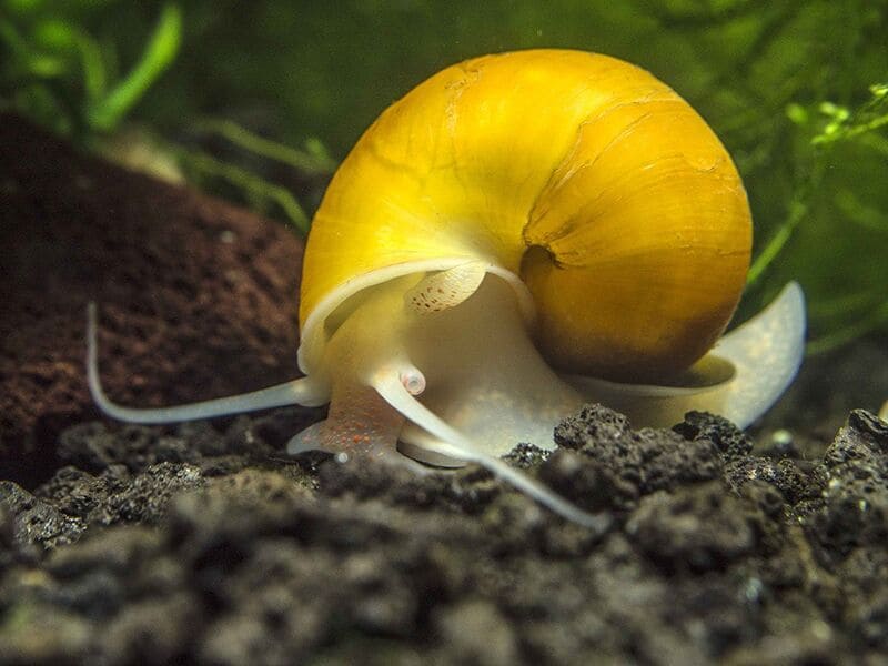 Pomacea bridgesi — единственная улитка, не повреждающая растения в аквариуме