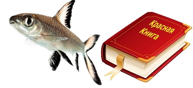 Акулий балу занесен в Красную книгу как исчезающий вид