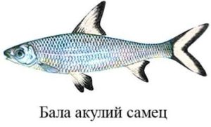 Акулий барбус балу (44 фото): содержание, совместимость, кормление, уход, обзор и интересные факты