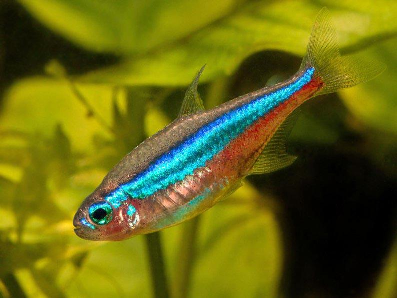 сколько неоны могут прожить без еды. Смотреть фото сколько неоны могут прожить без еды. Смотреть картинку сколько неоны могут прожить без еды. Картинка про сколько неоны могут прожить без еды. Фото сколько неоны могут прожить без еды сколько неоны могут прожить без еды. Смотреть фото сколько неоны могут прожить без еды. Смотреть картинку сколько неоны могут прожить без еды. Картинка про сколько неоны могут прожить без еды. Фото сколько неоны могут прожить без еды