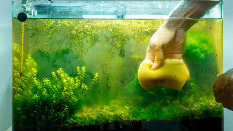 Плановую чистку аквариума необходимо проводить регулярно