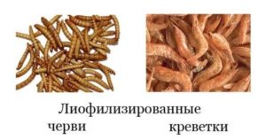 Черви и креветки