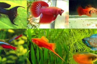 Маленькие рыбки для аквариума