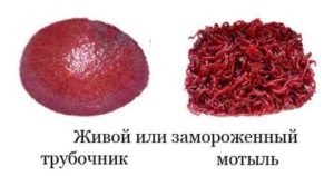 Мотыль