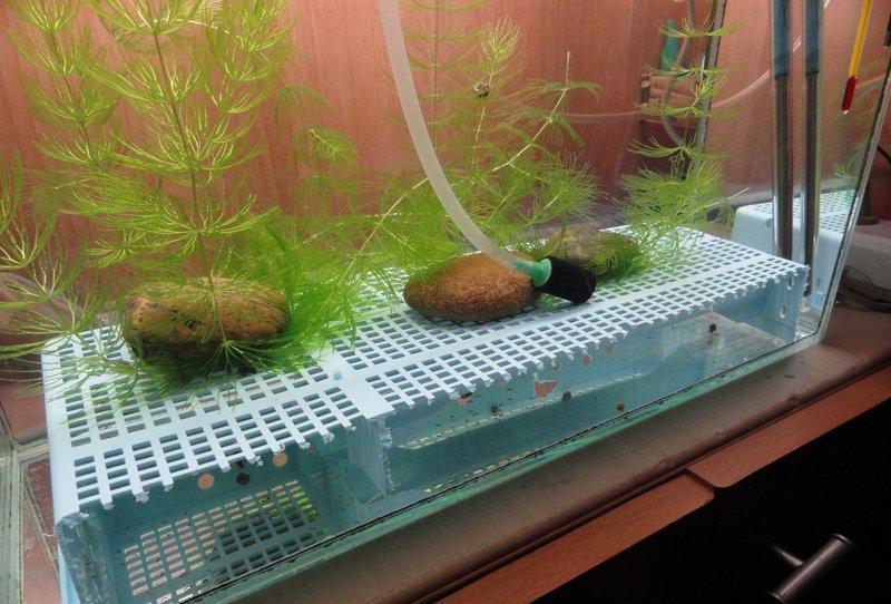 Нерестовик для аквариума в виде крупной сетки