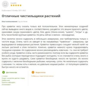 Blue dream (синие креветки): содержание аквариумных креветок голубого цвета