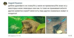 Blue dream (синие креветки): содержание аквариумных креветок голубого цвета
