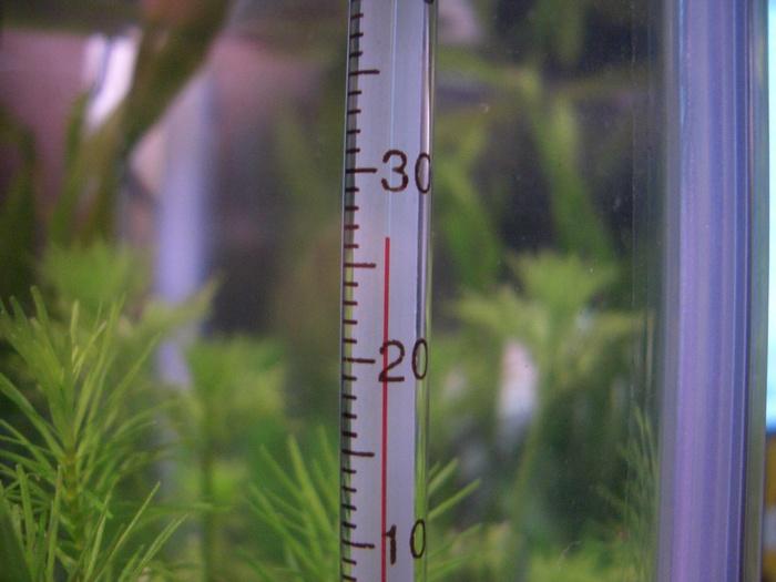 Оптимальной является температура воды от 24 до 30°С