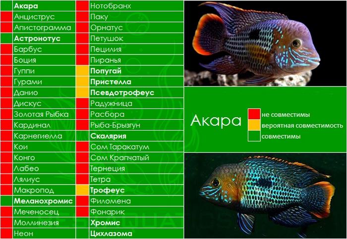 Опасно подсаживать к акарам мелкие виды цихлид
