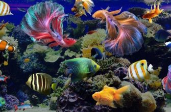 Рыбы для аквариума