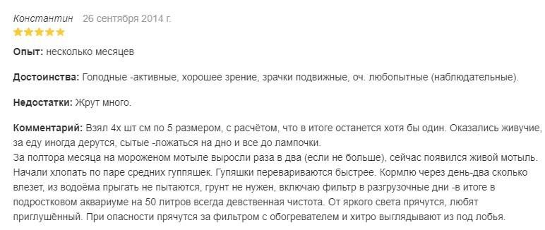 Змееголов: аквариумная рыба с агрессивным нравом