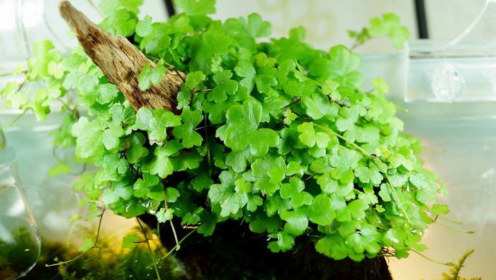 Нydrocotyle tripartite — низкое стелющееся растение с густыми маленькими листьями