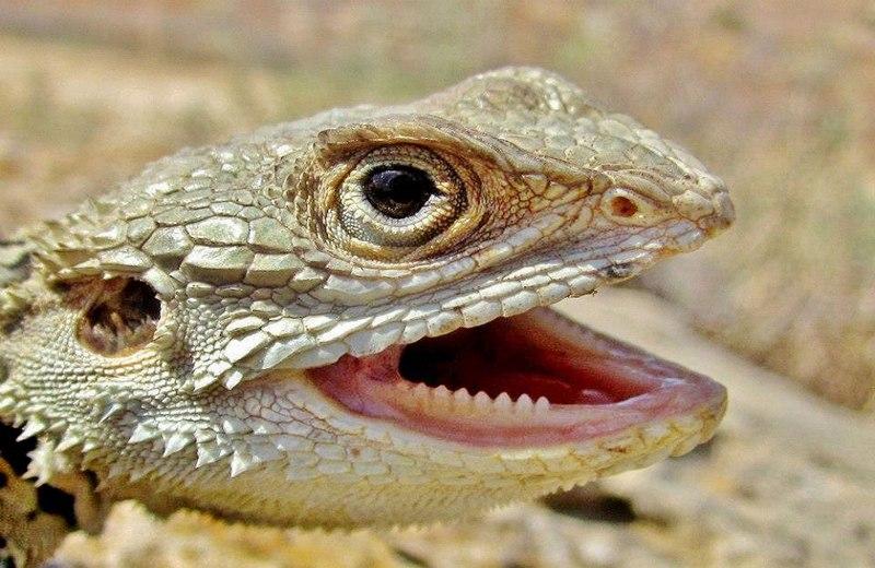 Острыми зубами игуана грызёт листья и может даже укусить