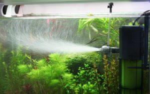 Сильное течение в аквариуме способствует разрастанию Hygrophila corymbosa