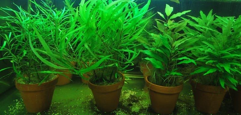 Стебли растения необходимо держать под водой
