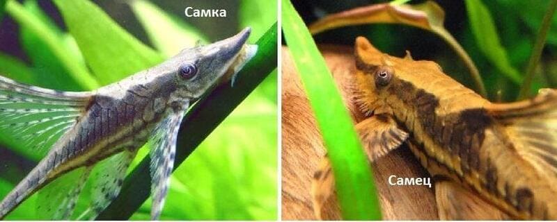 У самки расстояние между глазами намного меньше, чем у самцов