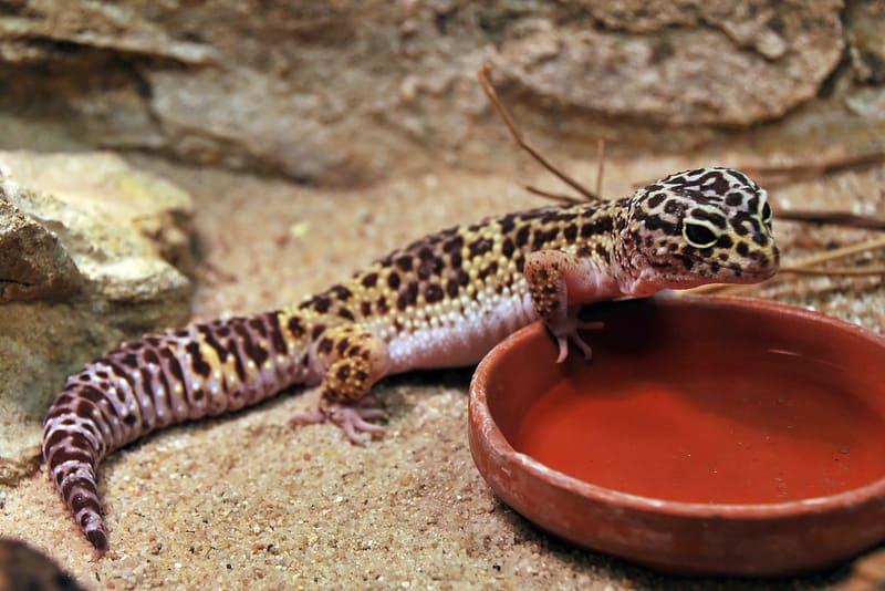Поилка должна быть не очень глубокая с чистой водой