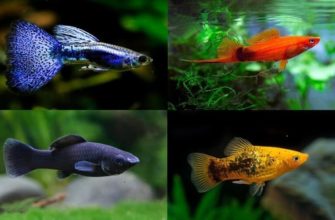Живородящие рыбки для аквариума
