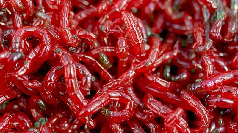 Кормить угря необходимо живым кормом, например мотылём