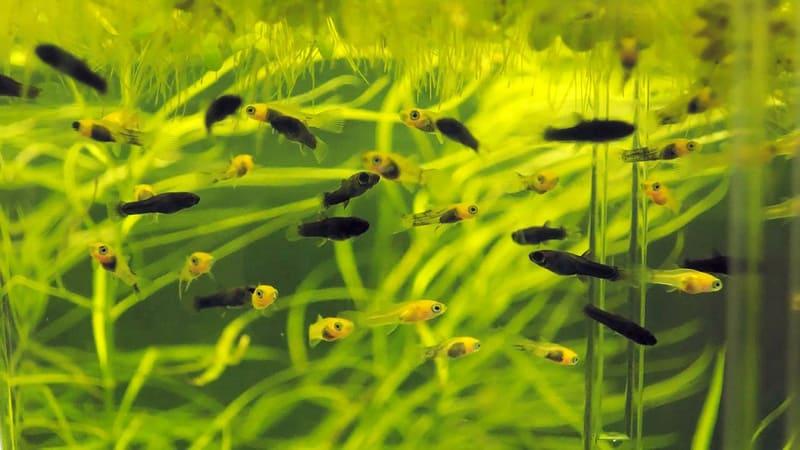 Мальки живородящих рыбок быстро растут и развиваются