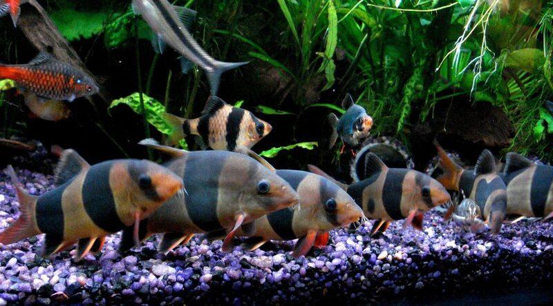 На одну взрослую рыбку должно приходиться не менее 50 л воды