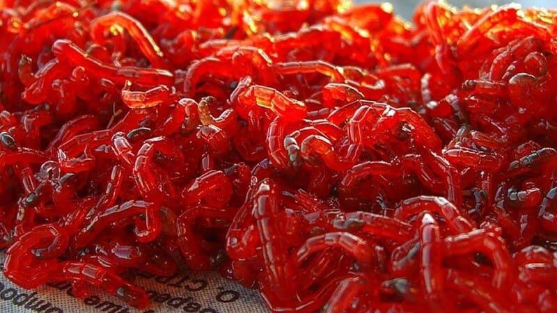 Аквариумные жерлянки избирательны в еде, им можно предложить мотыля