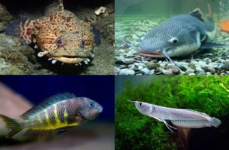 56 хищных рыб для аквариума