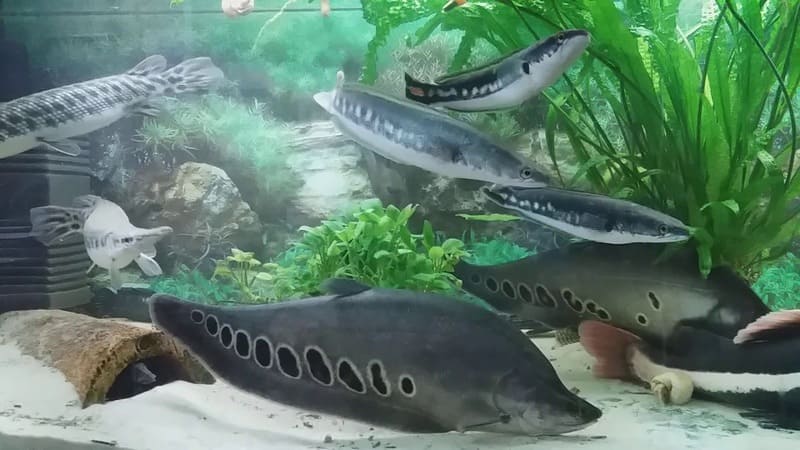 Объём воды для хищных рыб должен быть не менее 50 литров на одну особь