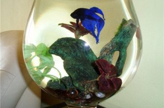 Какие рыбки живут без кислорода в аквариуме