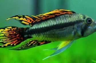 Апистограмма какаду