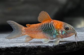 Коридорас Венесуэла Оранж