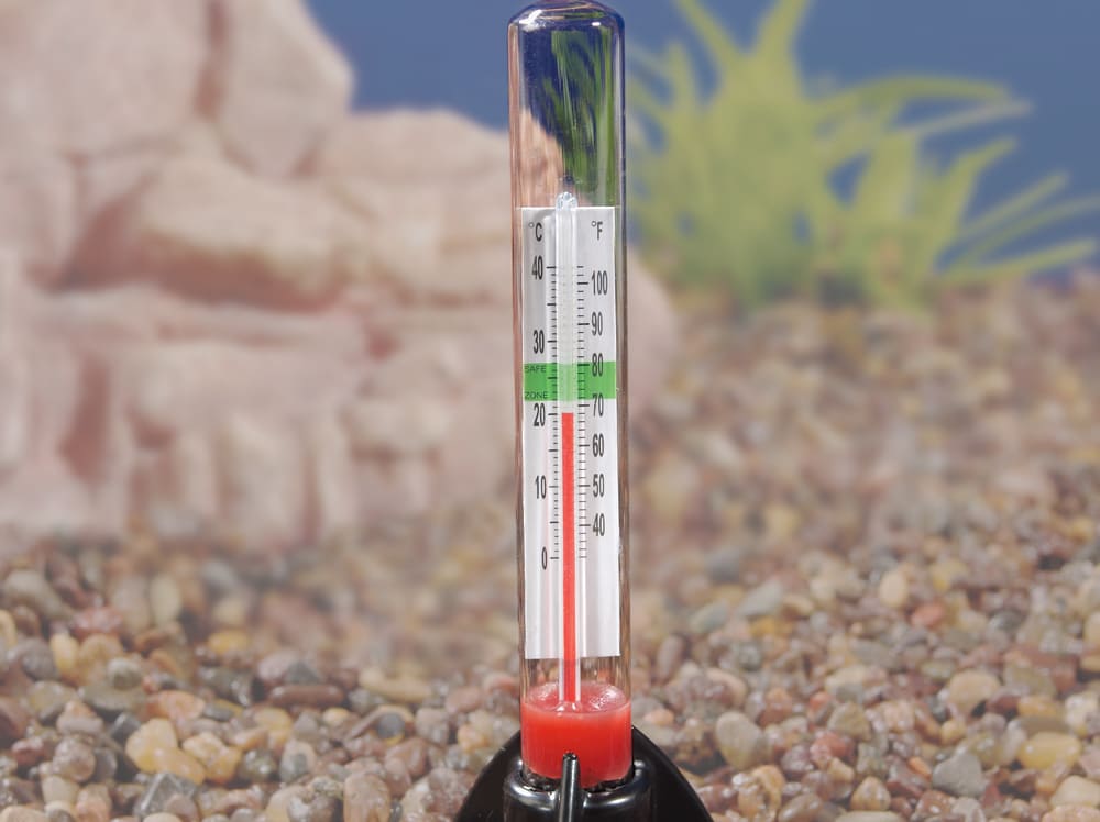 Температура воды в аквариуме должна быть +24-28°С